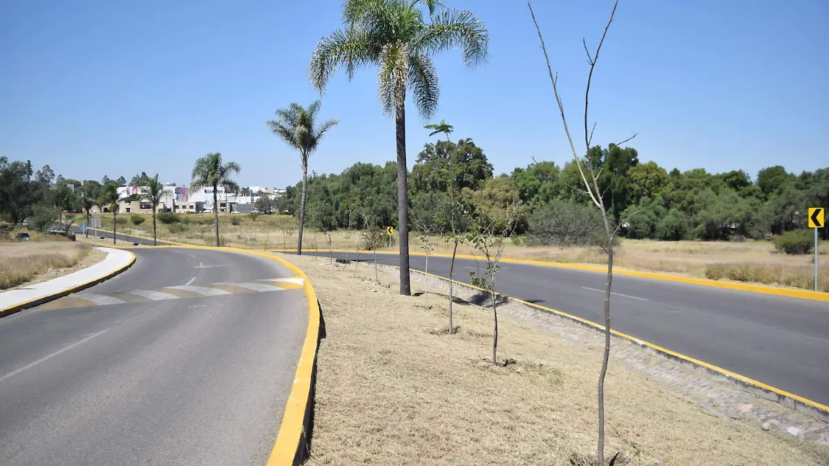 Durante el 2018 hubo reforestación de seis mil 500 árboles. Foto Jacob Cabello